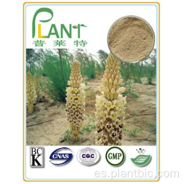 Suministro de fábrica Pure Planta Natural Extractos Desert Living Cistanche Herb Extracto